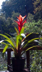 One of my last flowers on the porch